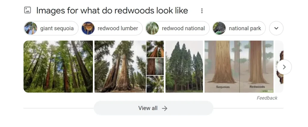 What Is SEO? Search Engine Optimization Best Practices